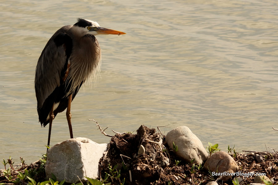 great blue heron standing on the edge of the bear river migratory bird refuge auto tour route.