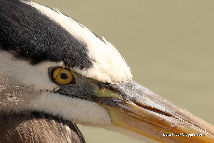 great blue heron showing its third eyelid or nictitating membrane