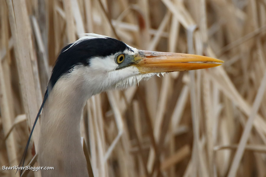 close up image of a great blue heron showing its head and beak