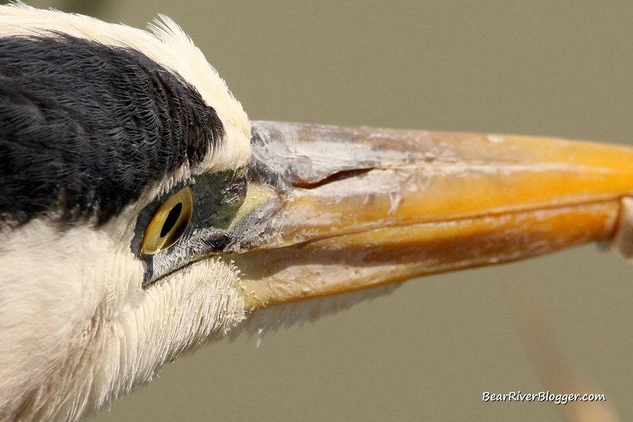 great blue heron eyes protrude out from the side of their head, giving reason to needing a third eyelid for some kind of protection.