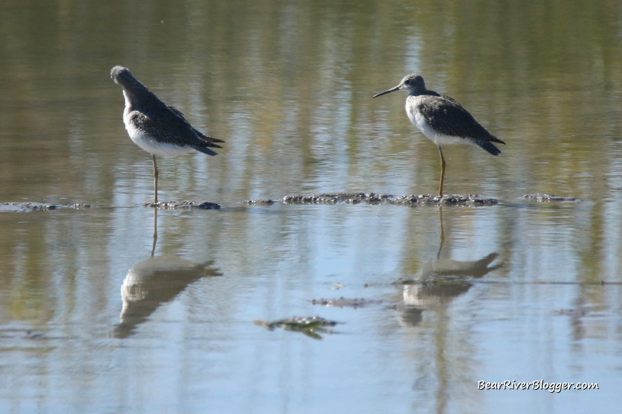 a pair of greater yellowlegs on the bear river migratory bird refuge.