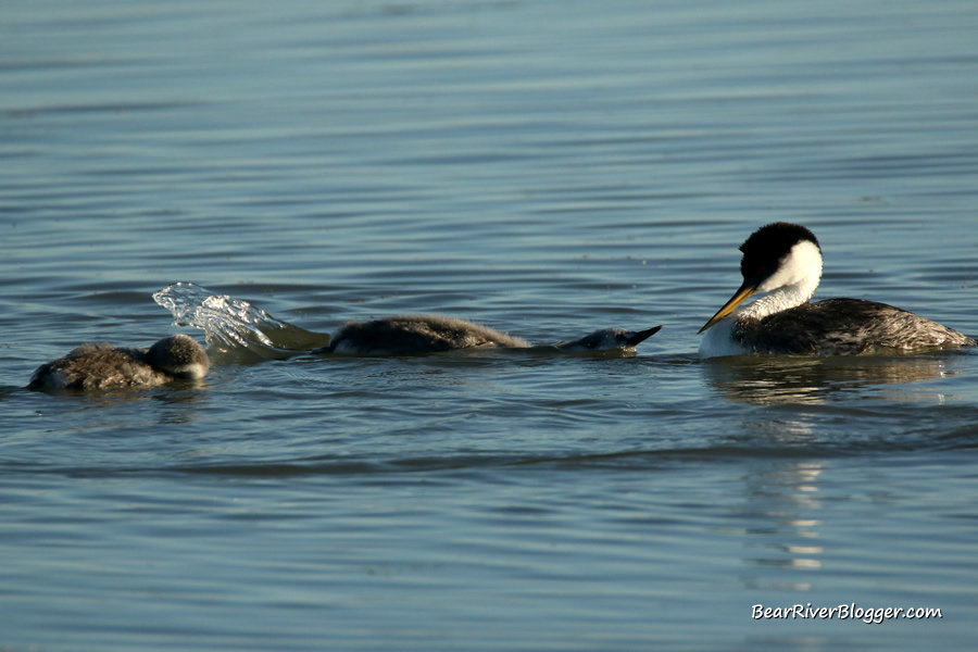 western grebes with chicks on the bear river migratory bird refuge