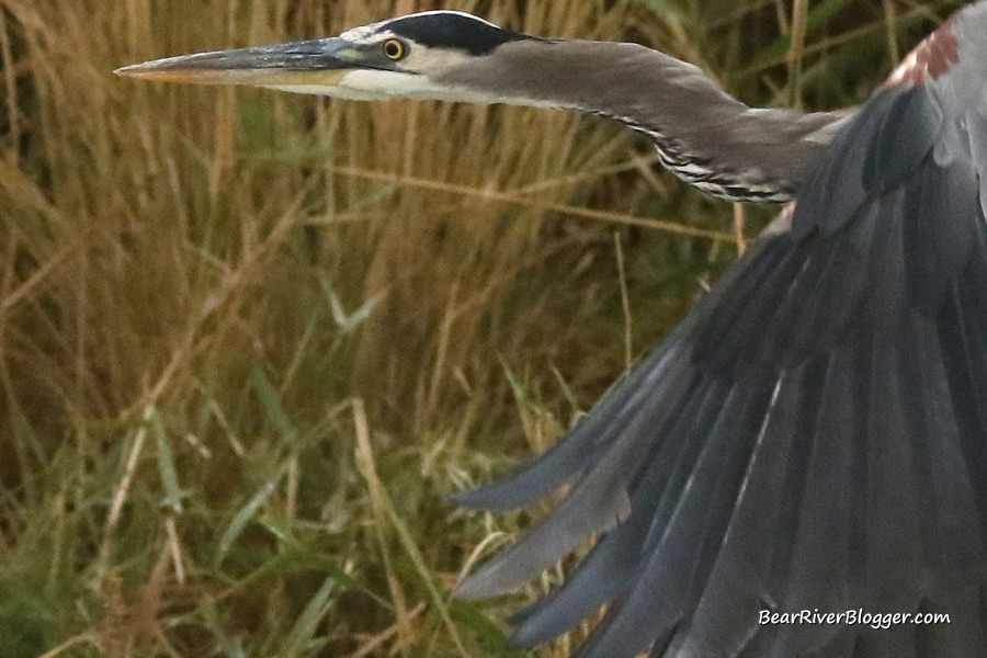 cropped image of a great blue heron in flight