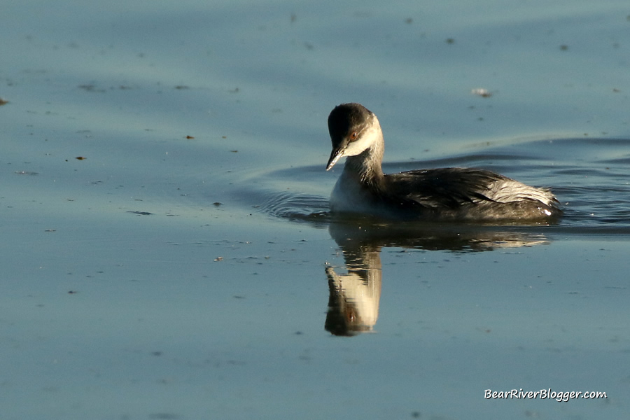 horned grebe on the water on the bear river migratory bird refuge