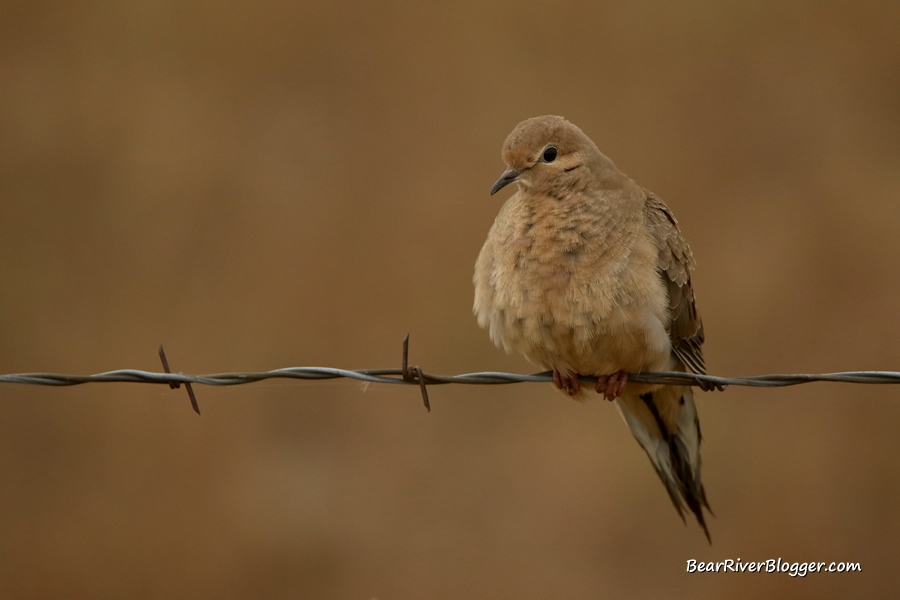 mourning dove sitting on a piece of barbed wire on the bear river migratory bird refuge