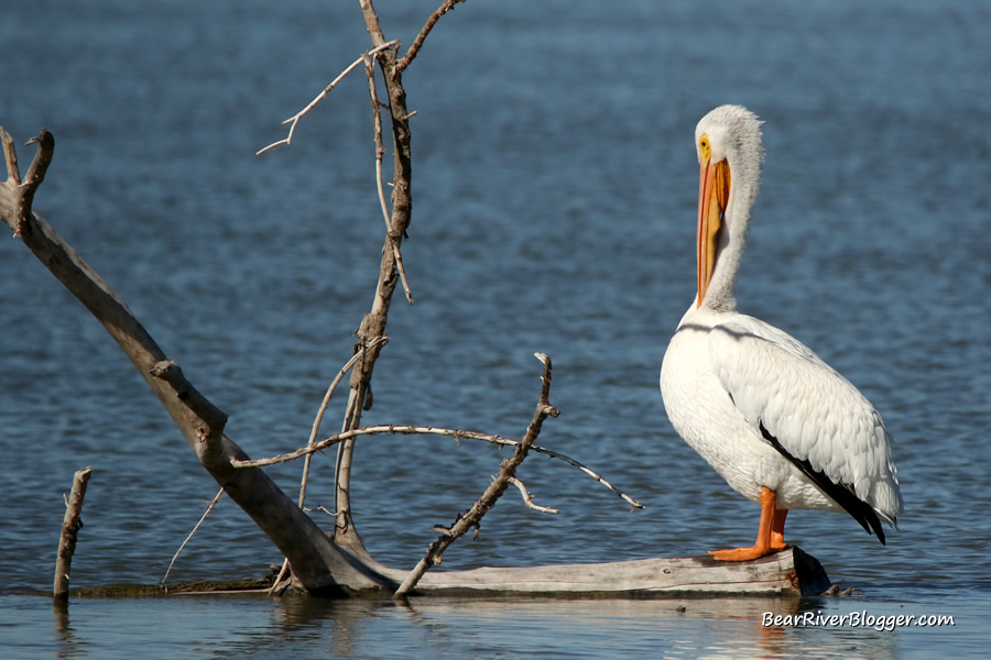 american white pelican perched on a sunken log on the bear river