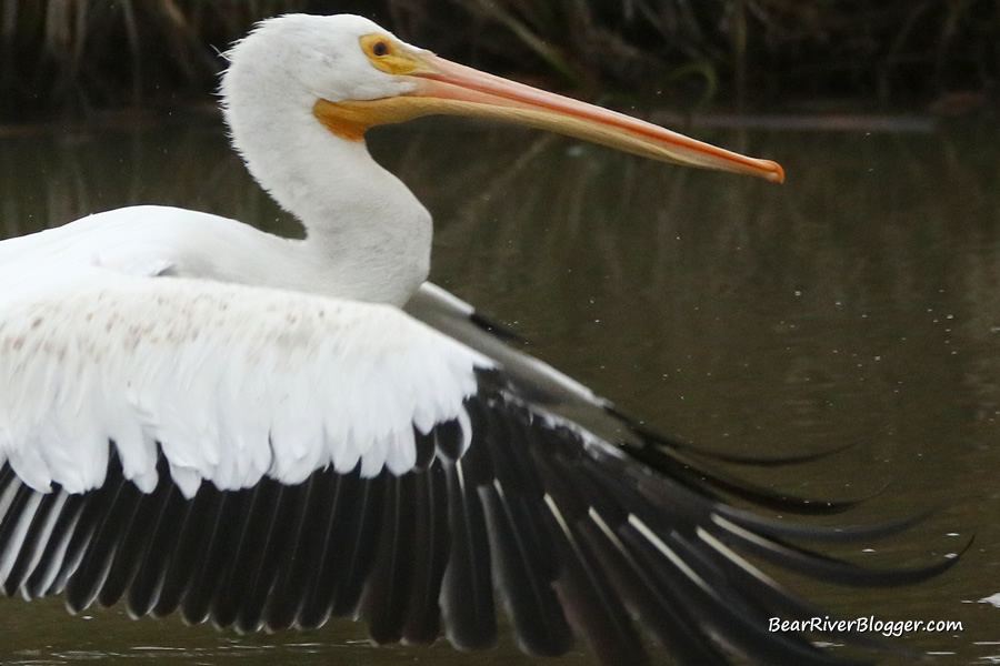 image of a white pelican showing motion blur from a too slow of a shutter speed