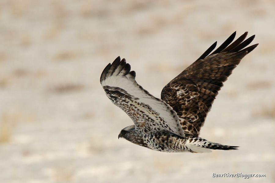 rough-legged hawk flying