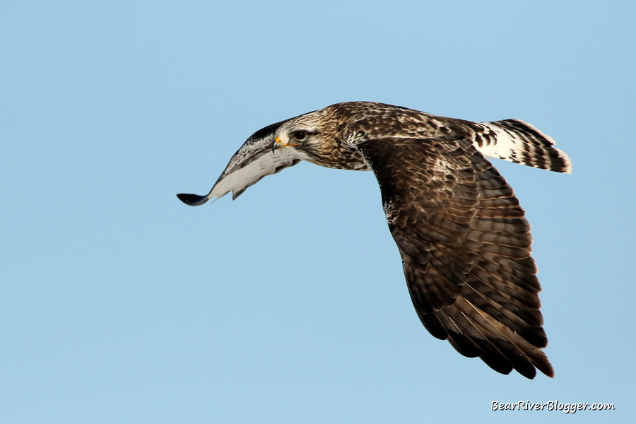 rough-legged hawk flying against a blue sky