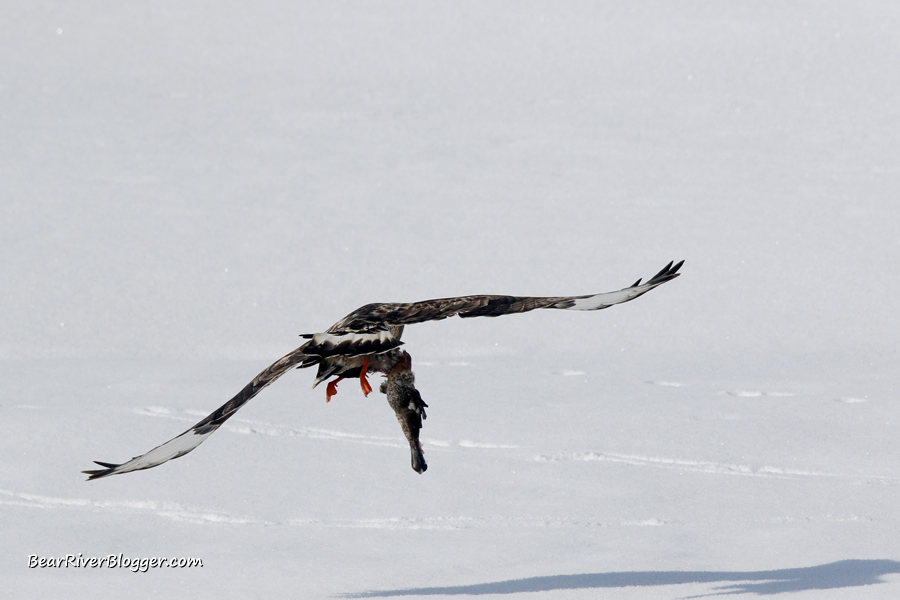 rough-legged hawk carrying a northern shoveler carcass in its talons on the great salt lake