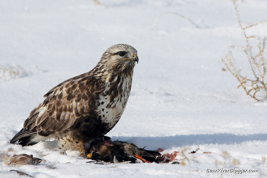 rough-legged hawk feeding on a duck carcass on the antelope island causeway
