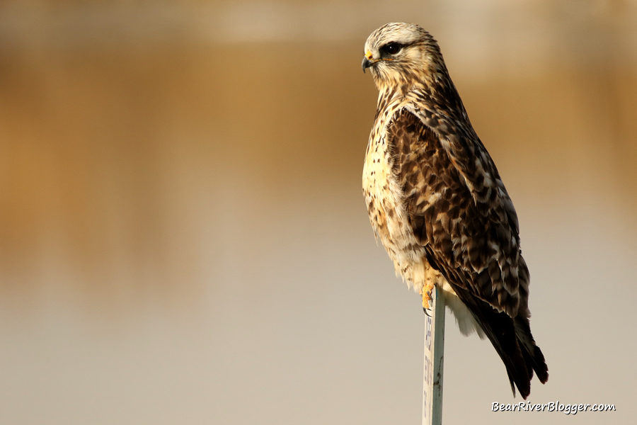 rough-legged hawk sitting on a sign on the bear river migratory bird refuge