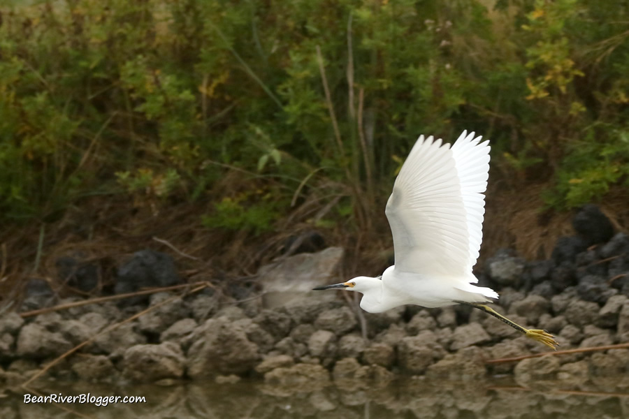 snowy egret in flight on the bear river migratory bird refuge auto tour route