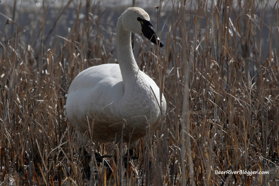a solitary tundra swan standing in the cattails on the bear river migratory bird refuge.