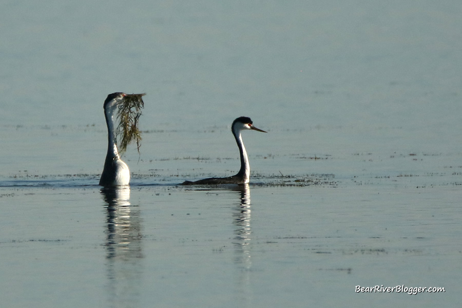a pair of Clark's grebes performing the weed ceremony on the bear river migratory bird refuge
