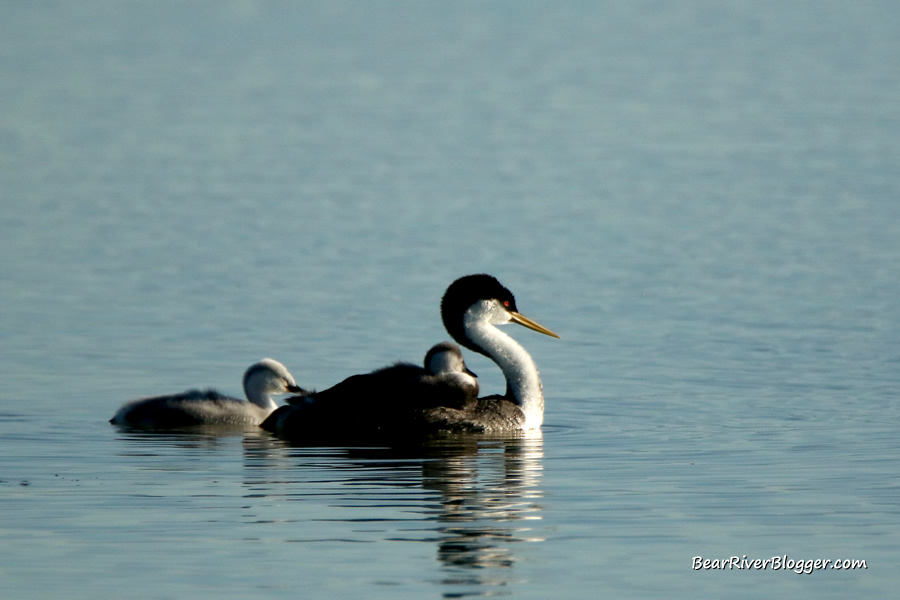 a western grebe with two chicks on the bear river migratory bird refuge
