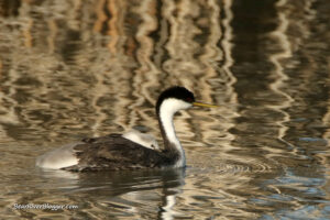 western grebe with a baby on its back on the bear river migratory bird refuge auto tour route