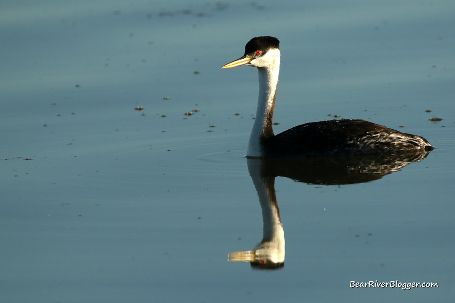 western grebe swimming in the open water on the bear river migratory bird refuge