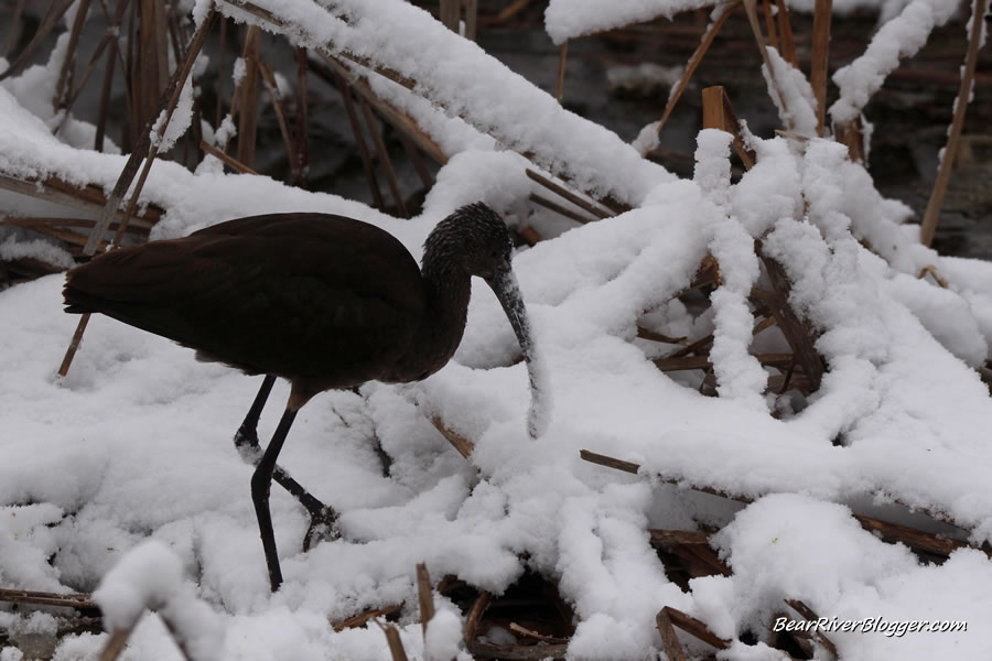 white-faced ibis feeding in the snow at Farmington Bay Wildlife Management Area In Utah.