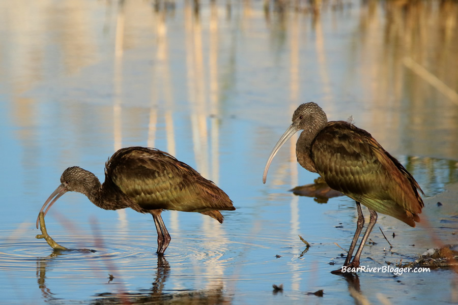 a pair of white-faced ibis on the bear river migratory bird refuge