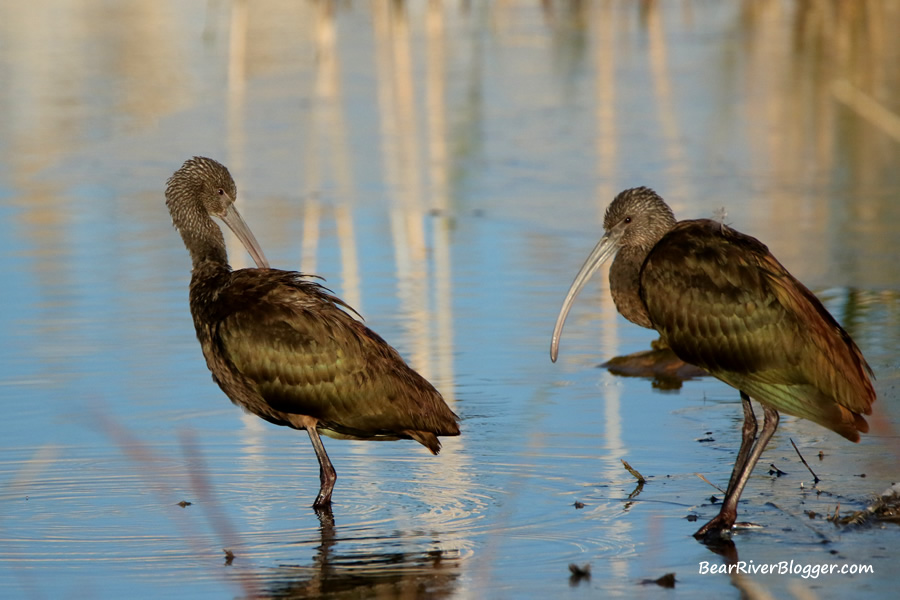 a pair of white-faced ibis standing in shallow water on the bear river migratory bird refuge.