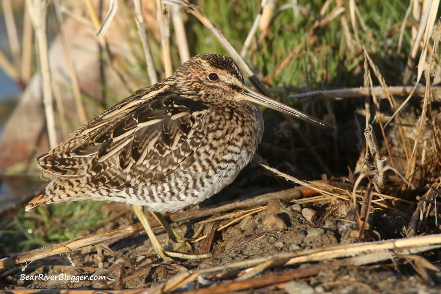 Wilson's snipe standing in the grass on the bear river migratory bird refuge.