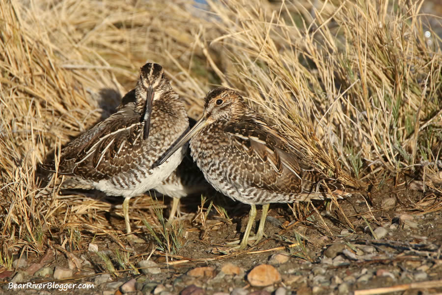 three Wilson's snipe standing in the grass on the bear river migratory bird refuge