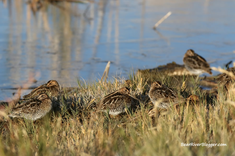 a small flock of Wilson's snipe sitting in the grass