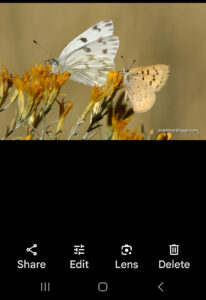 screenshot of the Google Photos app analyzing a butterfly image.