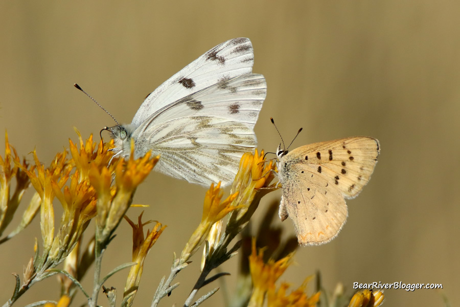checkered white and purplish copper butterflies feeding on a bloomed rabbitbrush.