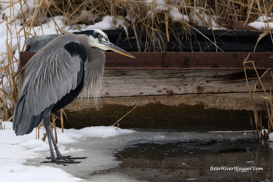 great blue heron standing over a partially frozen ice hole on the bear river migratory bird refuge