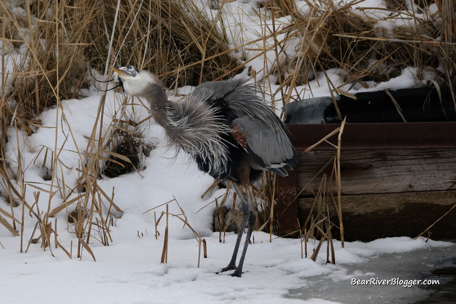 Great blue heron shaking off frigid water after plunging after a fish.