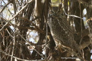 great horned owl perched in a dead tree