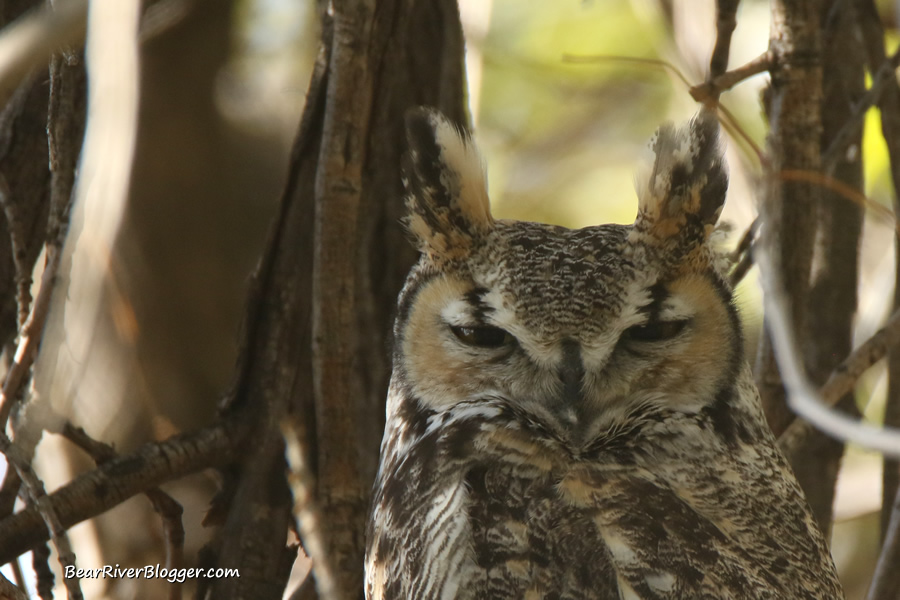close-up of a great horned owl perched in a tree.