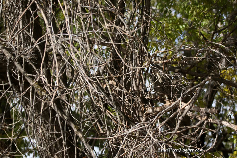 great horned owl perched in a tree behind some thick branches and limbs.