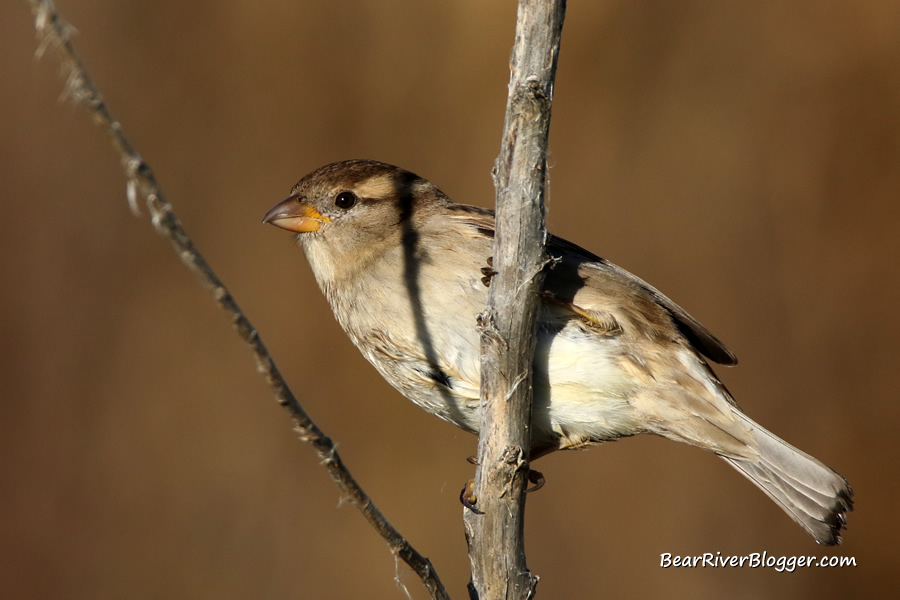 female house sparrow perched on a branch