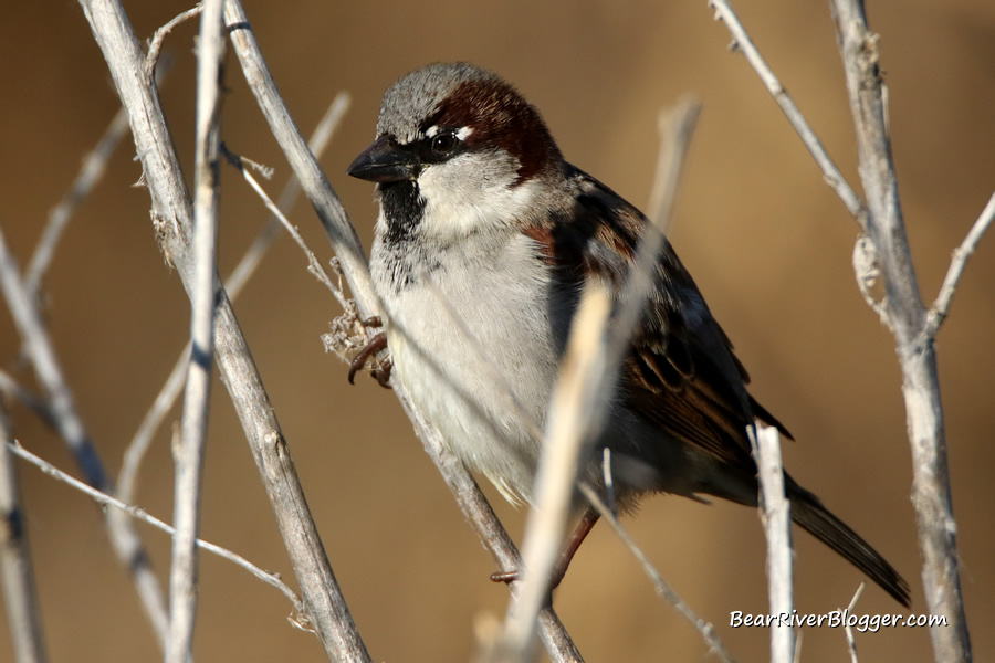 male house sparrow on a branch