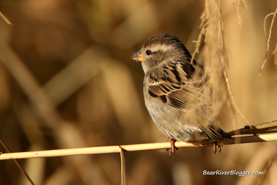female house sparrow on a branch