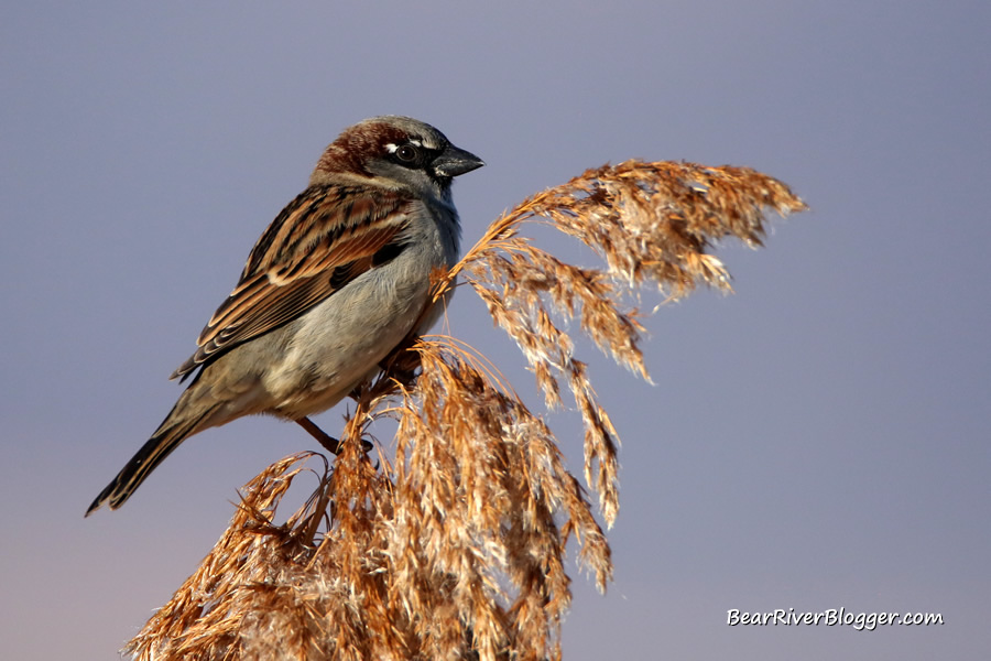 house sparrow on a phragmites stalk on the bear river migratory bird refuge