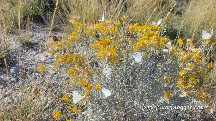 rabbitbrush on the bear river migratory bird refuge with six different species of butterflies on it.
