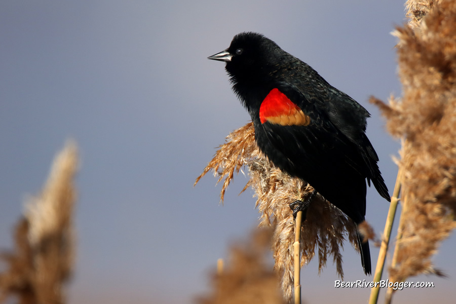 male red-winged blackbird perched on a phragmites plant on the bear river migratory bird refuge