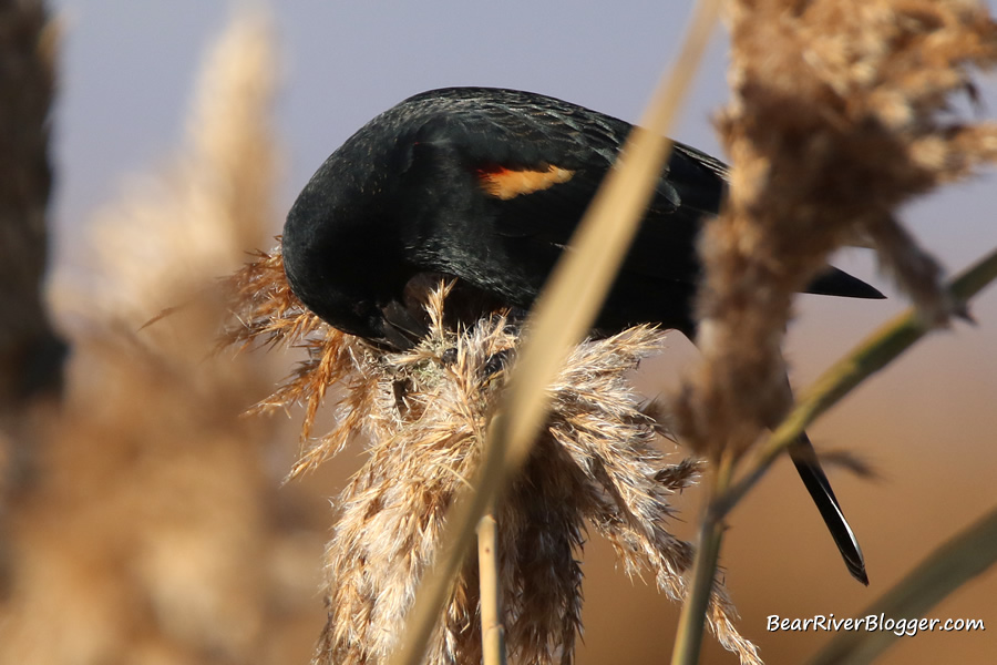 male red-winged blackbird feeding on seeds from a phragmites plant