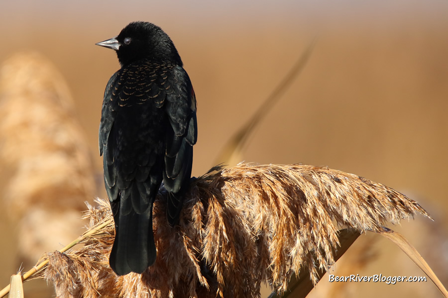 red-winged blackbird showing its third eyelid while perched on a phragmites stalk