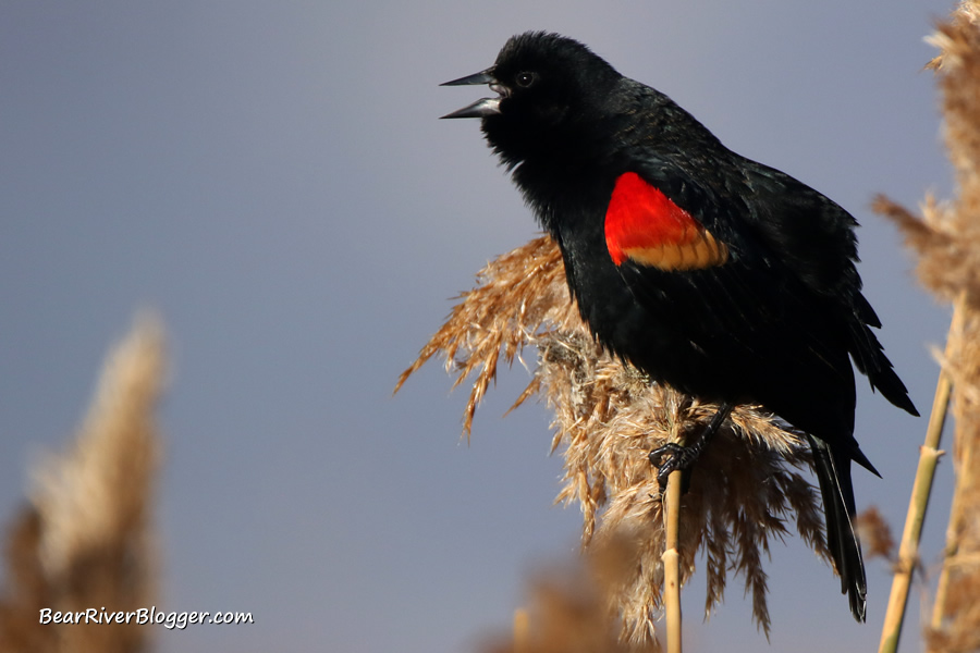 red-winged blackbird singing and displaying its red scapulars while perched on a phragmites stalk.