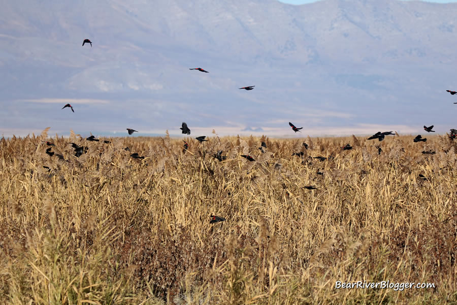 flock of red-winged blackbirds in a patch of phragmites