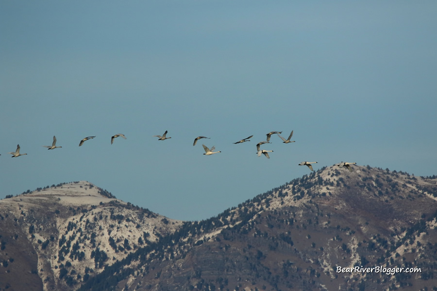 tundra swans flying with a blue sky and snow covered mountains in the background.