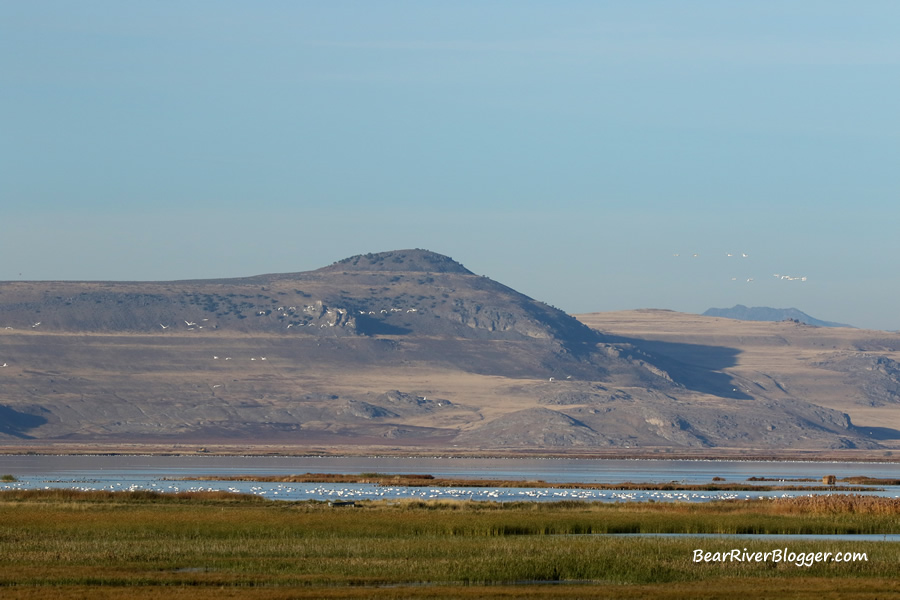 large flock of tundra swans off in the distance on the bear river migratory bird refuge.