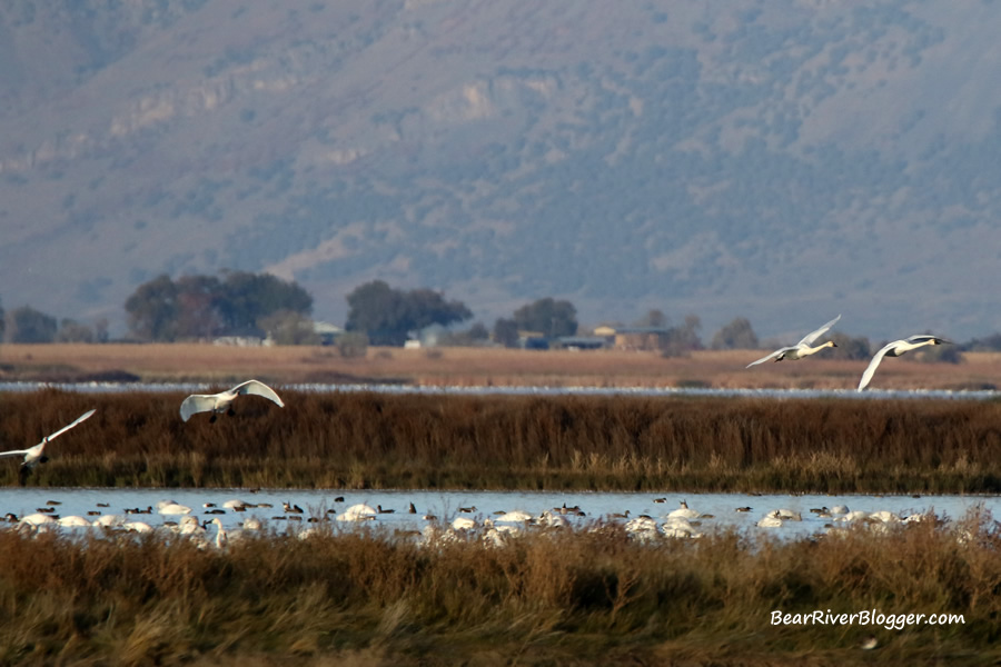 tundra swans coming in for a landing on the bear river migratory bird refuge.