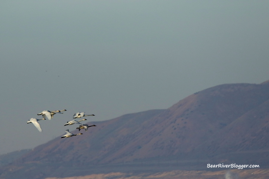 tundra swans flying by with the Wasatch mountains in the background.