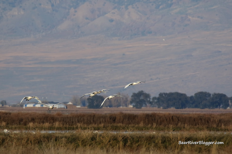 a small flock of tundra swans flying over a wetland on the bear river migratory bird refuge.